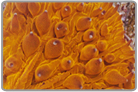 Orange Plate Coral